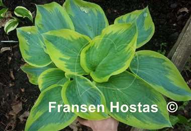 Hosta Flemish Tradition